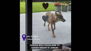 Curious Wolf Sticks Nose To Garden Window In Limburg