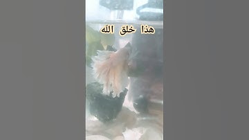 سبحان الله الخالق #quran #القرآن_الكريم #تلاوة_خاشعة