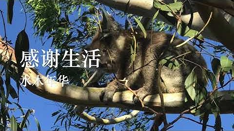 《感谢生活》--水木年华 单曲循环：致敬每一位奋斗者 【中国正能量】