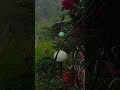 Sleep instantly to the sounds of soothing rain.#rainforsleeping #rainasmr #rain #rainsound #rain