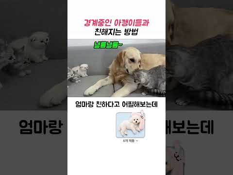 아깽이들 안심시킬줄 아는 댕댕이 #웃긴동물 #고양이 thumbnail
