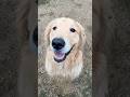 すんごいきたないーぬ #大型犬 #ゴールデンレトリバー