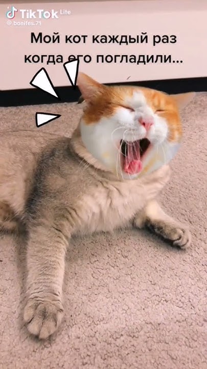 Моему коту не повезло после ласки: мытье включено💦😻#кот #животные - YouTube