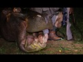 Hippopotamus Hunt 2016