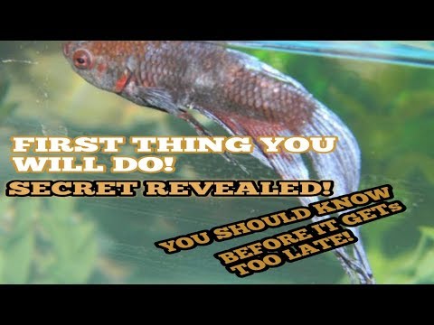 Video: Paano Mapagaling ang Betta Fish Disease (na may Mga Larawan)