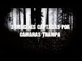 3 imágenes captadas por cámaras trampa