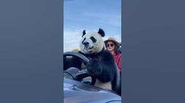 A giant panda is teaching Chinese about taking a drive#learnchinese#mandarin#panda#chinatravel