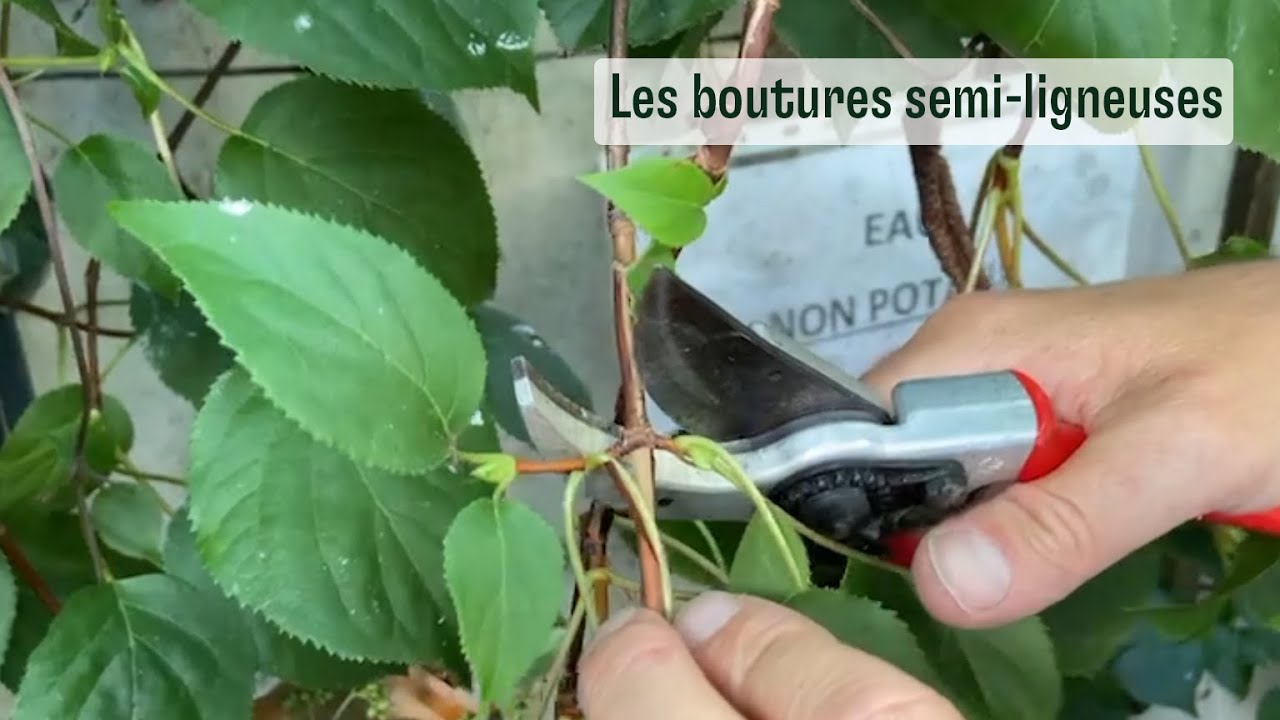 Les boutures semi ligneuses - YouTube