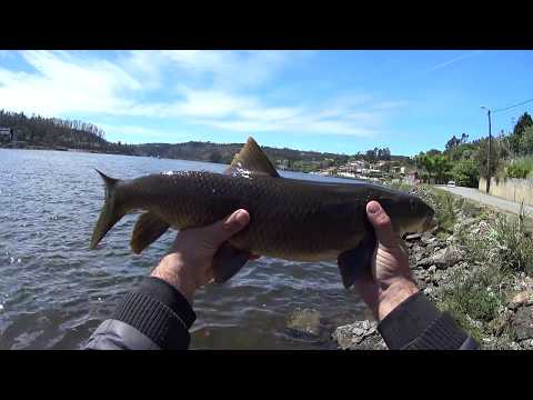 Vídeo: Barbo (peixe). Barbel: foto e descrição