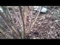 Girdling rabbit damage to bushes April 2018