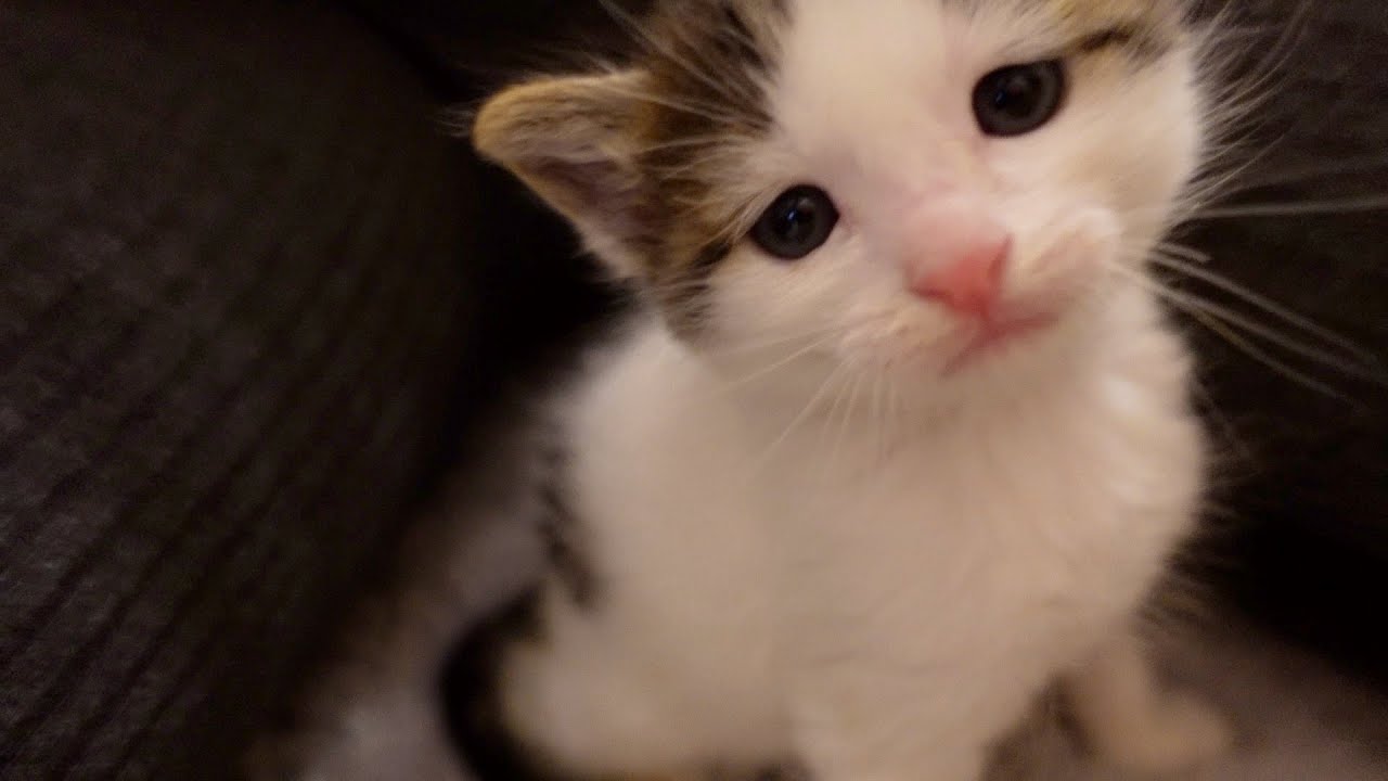 ÇILDIRMALIK VİDEO😭Bebek Kedilerle Bir Hafta🐱 Yavru kedi ÇILDIRMALIK VİDEO😭Bebek Kedilerle Bir Hafta🐱 Yavru kedi