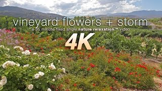 Relaxing 4K Scene: Vineyard Flowers + Thunderstorm 35 Minute Real Time Nature Video