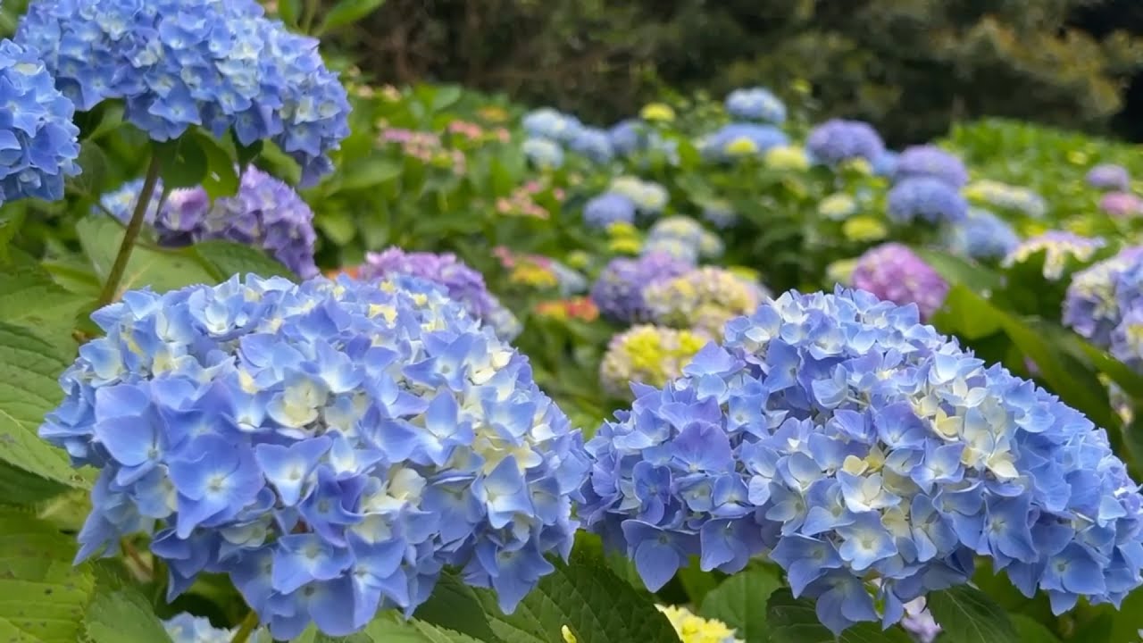 2024/05/22 二分咲き 蔵貫浦のアジサイ園 その2 〜愛媛県西予市
