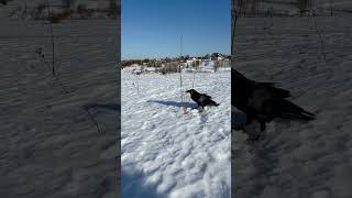 #Aboutbirds #Animal #Crow #Raven #Воронгоша #Birdtraining #Trainingravens #Intellegentbirds