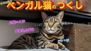 【みちくさ✕5猫紹介その2】つくし　獣っぽいのに甘えん坊で寂しがりやなギャップが可愛すぎるベンガル猫