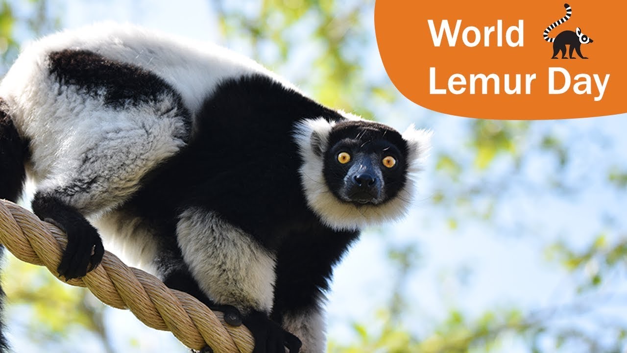Happy World Lemur Day! 
