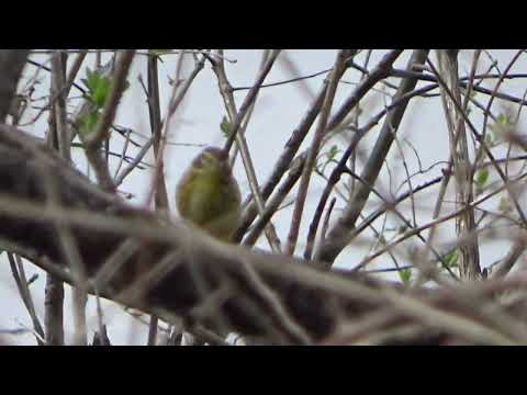 PALM WARBLERS often your first spring warbler @drjahn41