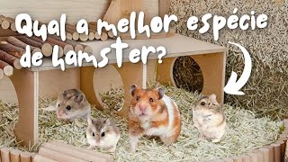 Qual é a melhor espécie de hamster para você? | Cuidados com Hamsters pra Tutores Iniciantes 🐹🤓