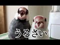 うるさすぎる文鳥のASMR