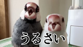 うるさすぎる文鳥のASMR