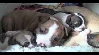 Mama Chihuahua takes in Orphaned Pit Bull Puppy.mov