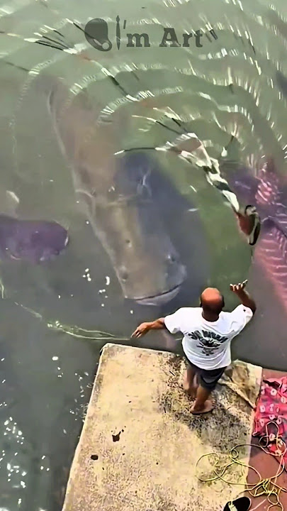 JUST ONE THROW = ARAPAIMA JACKPOT‼️ 🤯 #shorts #fish #fishing #trending #amazing #viralvideo