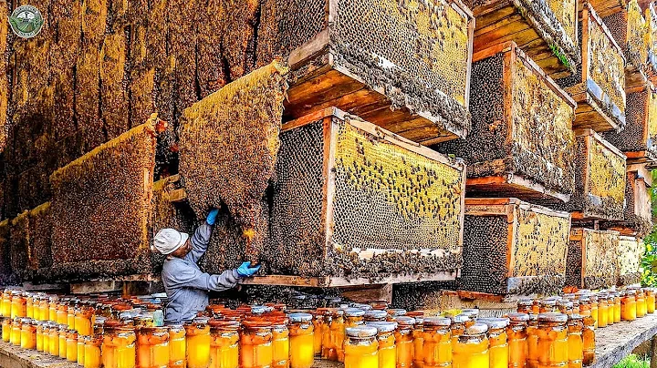 Biggest Bee Farm Harvest Million Liters Of Honey In America This Way | Agriculture Technology