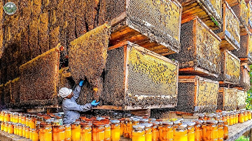 Biggest Bee Farm Harvest Million Liters Of Honey In America This Way | Agriculture Technology