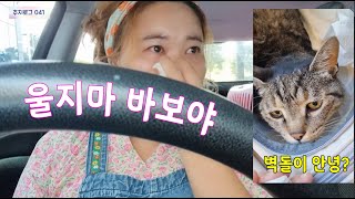 벽돌이가 왔어요 눈물의 건강검진 / 울 시간도 없다 대형견 미용하기 Country cafe log with cat and dog [추지로그41]