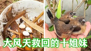 [Gale Rescue Ten Sisters Collection] The bird almost died after the gale. It was rescued home and k