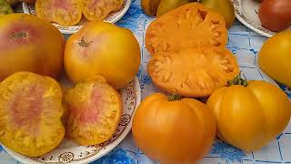 картинка: Крупноплодные, мясистые, вкусные томаты. В открытом грунте Черноземья.
