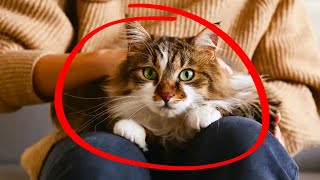 13 Signs That Your Cat Has Imprinted on You by Kitten Munch 67 views 1 month ago 8 minutes, 22 seconds