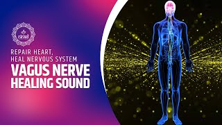 Vagus Nerve Healing Sound Frequency | Vagal Tone Frequency | Repair Heart, Heal Nervous System