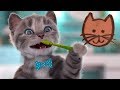 Little Kitten My Favorite Cat Care - Little Kitten Preschool - Play Pet School Learn Education Games