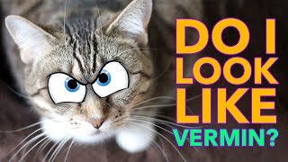 👹 Are cats VERMIN❓ Can CATS be considered INVASIVE SPECIES❓ by Cat Universe 253 views 5 years ago 6 minutes