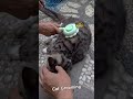 Cat Grooming Cat 2025 Catgrooming Cat Grooming Cat 2025 Catgrooming