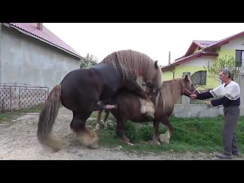 Kuda Kawin Anunya Gede Banget - Horse Mating Compilation