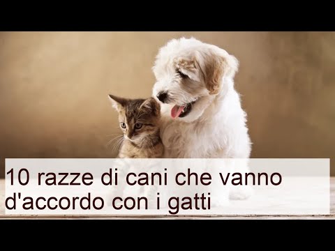 Video: Comportamento del cane: pipì nel letto