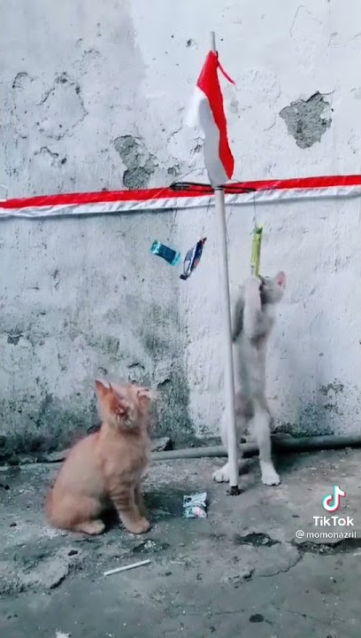 Kucing panjat pinang 🤣🤣😃