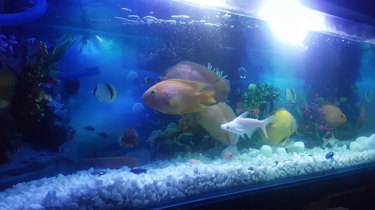 Parrot fish tanks mates YouTube