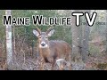 Maine Wildlife Trail Video week ending 11.27.2020