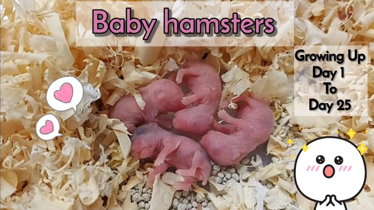 30 Days Life cycle of Hamster Campbell Dwarf Hamster 