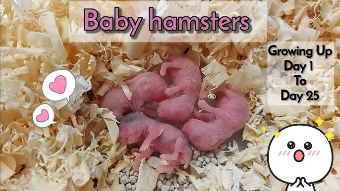 30 Days Life cycle of Hamster Campbell Dwarf Hamster 