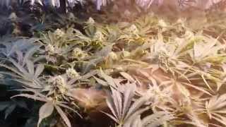 Pheno Hunt (Hydro Style) -  Paradise Seeds Ice Cream (pt.10)