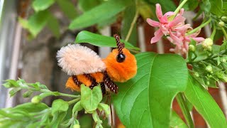 ABC TV | How To Make A Bee With Pipe Cleaner - Craft Tutorial
