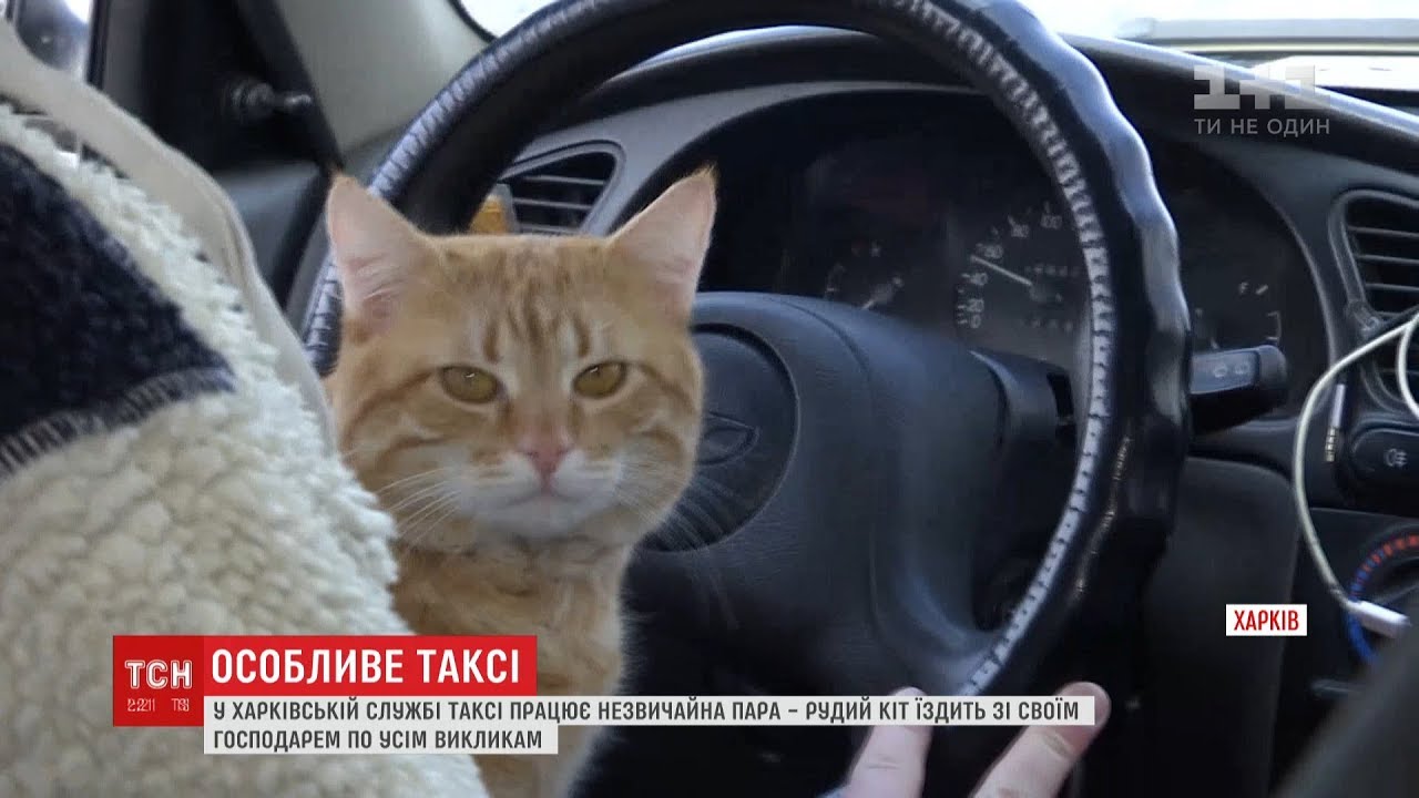 кот таксист. кот в машине. котенок в такси. котик водитель. котик на машинке.