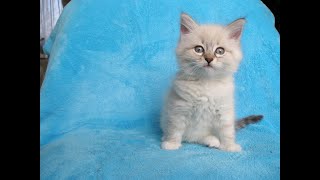 The most beautiful clips of cats