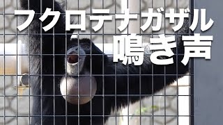 Siamang Screech Higashiyama Zoo