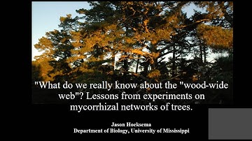 ISYEB SEMINAIRE- J.HOEKSEMA "What do we really know about the "wood-wide web ?"