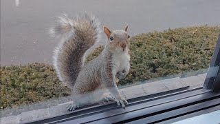 Squirrel won't leave until she gets what she wants